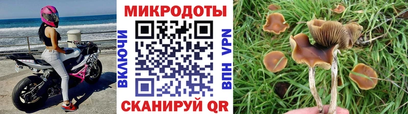 Купить где  Аргун  Псилоцибиновые грибы MAGIC MUSHROOMS 